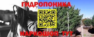 дурь Кингисепп